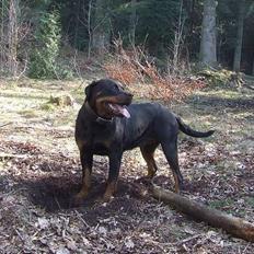 Rottweiler Marco`s Jessie