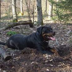 Rottweiler Marco`s Jessie