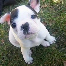 Fransk bulldog Cliff