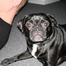 Blanding af racer Carla *mops/pudel*