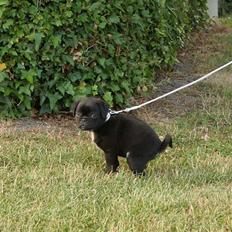 Blanding af racer Carla *mops/pudel*
