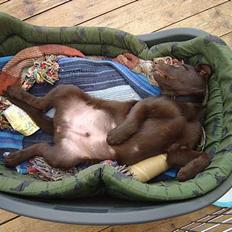 Australsk kelpie kalder ham DUI