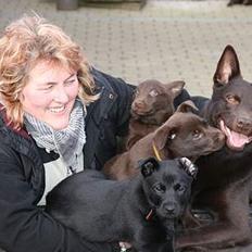 Australsk kelpie kalder ham DUI