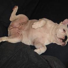 Engelsk bulldog Betty