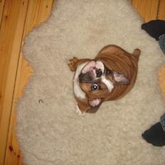 Engelsk bulldog Albert