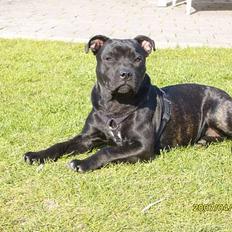 Staffordshire bull terrier MILLE-HUNDEN