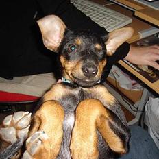 Engelsk toy terrier Rio