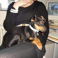 Engelsk toy terrier Rio