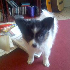 Papillon Patricia Petrine