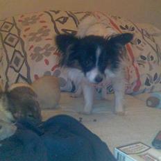 Papillon Patricia Petrine