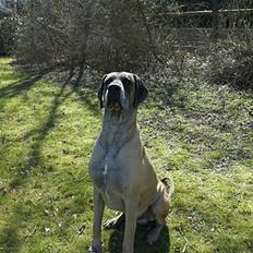 Grand danois Theis (død)