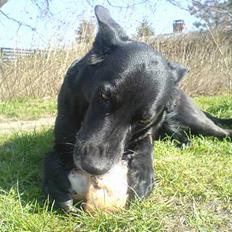 Blanding af racer Tøsen