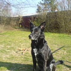 Blanding af racer Tøsen