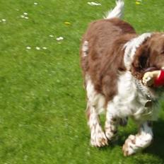 Engelsk springer spaniel oskar