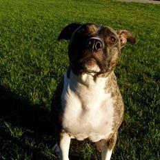 Amerikansk staffordshire terrier Nicki