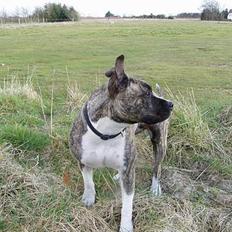 Amerikansk staffordshire terrier Nicki