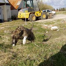 Amerikansk staffordshire terrier Nicki