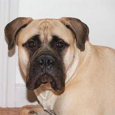 Bullmastiff ~ Mack ~