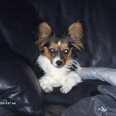 Blanding af racer sille