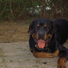 Rottweiler Tyson  R.I.P