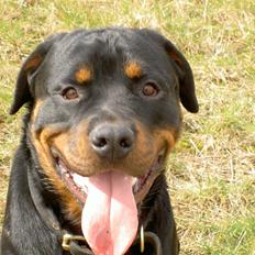 Rottweiler Tyson  R.I.P