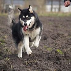 Alaskan malamute Jacky Demon