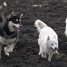 Alaskan malamute Jacky Demon