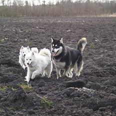 Alaskan malamute Jacky Demon