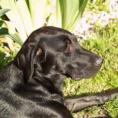 Labrador retriever Signe
