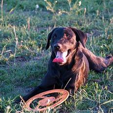 Labrador retriever Signe