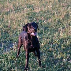 Labrador retriever Signe