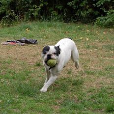 Fransk bulldog Cliff