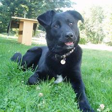 Blanding af racer Neja