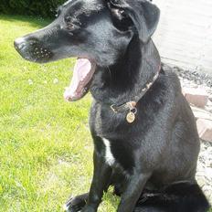 Blanding af racer Neja