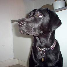 Blanding af racer Trøffel