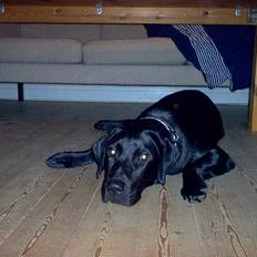 Blanding af racer Trøffel