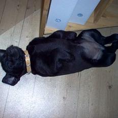 Blanding af racer Trøffel