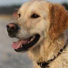 Golden retriever "Watch me" - *Chilli*