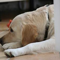Golden retriever "Watch me" - *Chilli*