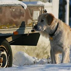 Golden retriever "Watch me" - *Chilli*