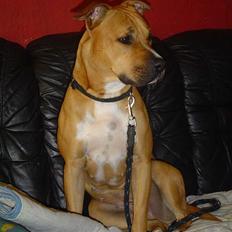 Amerikansk staffordshire terrier Zenta