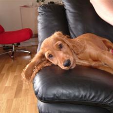 Cocker spaniel Channel