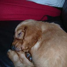 Cocker spaniel Channel