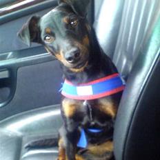 Tysk jagtterrier IDUN Rogowskie Jeziora