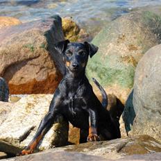 Tysk jagtterrier IDUN Rogowskie Jeziora