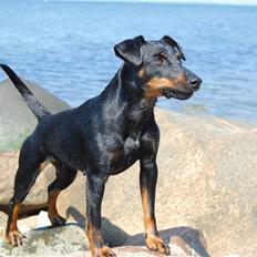 Tysk jagtterrier IDUN Rogowskie Jeziora