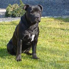 Staffordshire bull terrier MILLE-HUNDEN