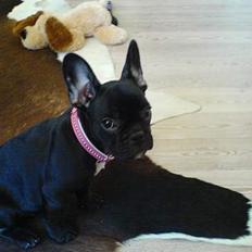 Fransk bulldog Emma R.I.P