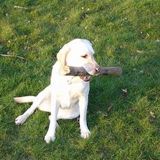 Labrador retriever Agnes