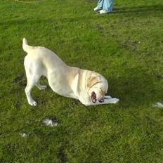 Labrador retriever Agnes